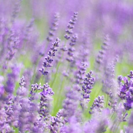 Lavanda-1.png