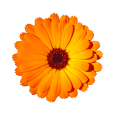 1080x1080 za sajt 6