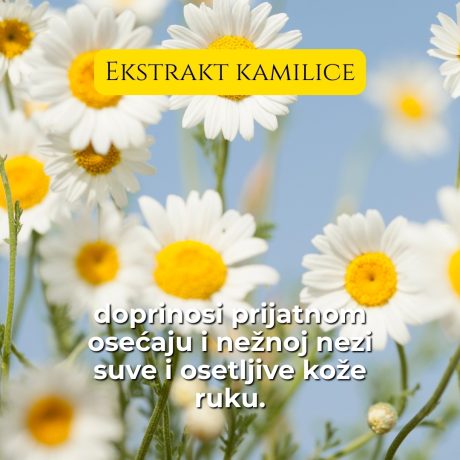 Ekstrakt kamilice